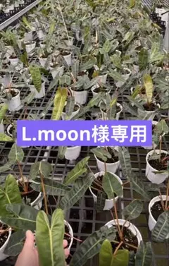 【L.moon様専用】
