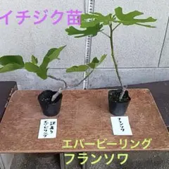 2026年最新】いちじく 苗 lsuの人気アイテム - メルカリ
