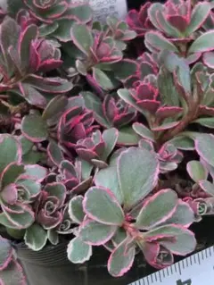 まりまり(小さな花屋さん始めました)様 リクエスト 3点 まとめ商品