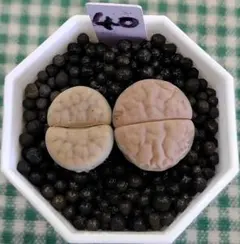 kamekichinosuke3様 リクエスト 4点 まとめ商品