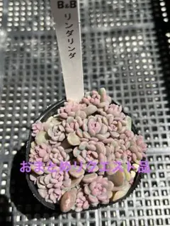 ボビー様 リクエスト 2点 まとめ商品