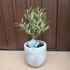 オリーブの木 エルグレコ ホワイトテラコッタ鉢植え 苗 苗木 シンボル
