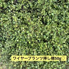 ubu様 リクエスト 3点 まとめ商品