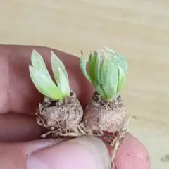 2025年最新】ブルビネ ロリータの人気アイテム - メルカリ