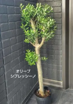 オリーブの木 シプレッシーノ苗 158cm❗ 8号鉢 エレガント 綺麗な葉色