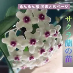 るんるん様 リクエスト 5点 まとめ商品