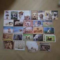 ポストカードまとめ売り(犬)