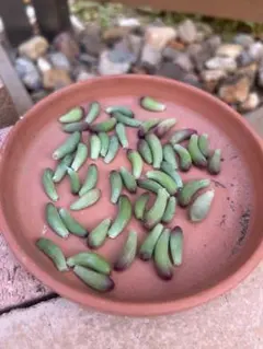 なーちゃん様専用乙女心⭐︎葉挿し用⭐︎50枚⭐︎おまけ付きです。