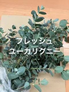 ユーカリの葉 グニー フレッシュ ネコポスサイズ入るだけ詰めます