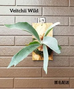 ビカクシダ】ワリチー P. wallichii ワイルド タイ産(1年養生株