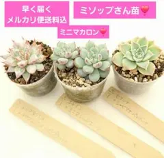 2026年最新】おらいさん苗の人気アイテム - メルカリ