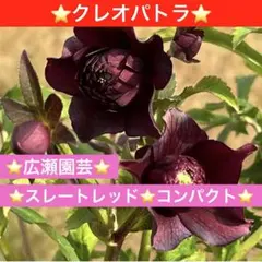 2026年最新】広瀬園芸の人気アイテム - メルカリ