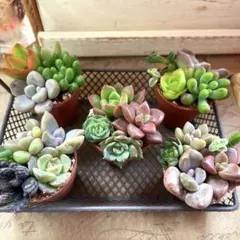 5個セット♡多肉植物寄せ植え♡そのまま飾れる♡