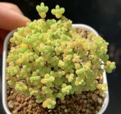 N*o様 新入荷　ドロサンテマム　蜜橘　多肉植物　メセン　I苗