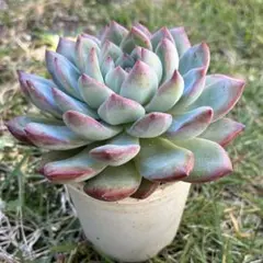 せつぶんそう様 リクエスト 2点 まとめ商品