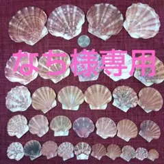 なち様専用　貝殻　イタヤ貝　蓋　4〜5cm 6枚 セット　No.295 二枚貝