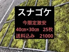 苔 ハイゴケ 送料込み 40㎝✖︎30㎝ 砂ゴケ - メルカリ