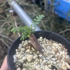 2025年最新】パキプス 根挿しの人気アイテム - メルカリ