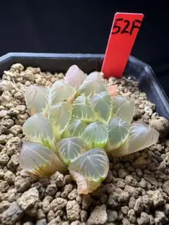 107f 多肉植物 ハオルチア 紫王オブツーサ錦糊斑 自家繁殖 鉢植え発送