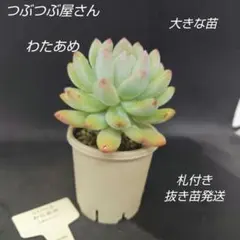 2026年最新】つぶつぶ屋の人気アイテム - メルカリ