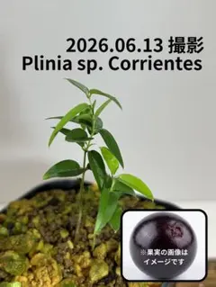 限定1苗】ジャボチカバ ピンゴ・デ・メル・ラジャダ Plinia sp熱帯果樹
