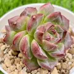 ぶ*ち様 【極上苗】ブラックホール リエール 多肉植物 エケベリア 自家