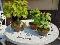盆栽 紅葉 もみじと本ケヤキ盆栽をオマケ M3 - メルカリ