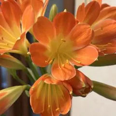 2026年最新】クンシランの人気アイテム - メルカリ