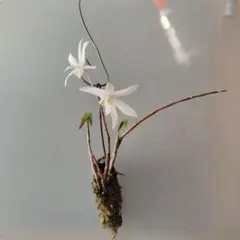 セッコク（高知県産•白花長軸）　長生蘭　ヘゴ付ハンギング