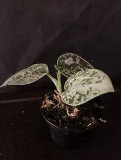 2025年最新】スキンダプサスの人気アイテム - メルカリ