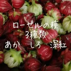 ローゼルの種　ー３色セットーのサムネイル