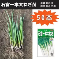 2026年最新】長ネギ苗の人気アイテム - メルカリ