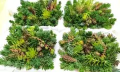 メルカリ便 訳あり4パックセット たっぷり多肉植物　カット苗　セダム　詰め合わせ