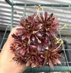 33#観葉植物アエオニウム錦❤️孔雀白錦❤️12頭15cm拔き苗 - メルカリ