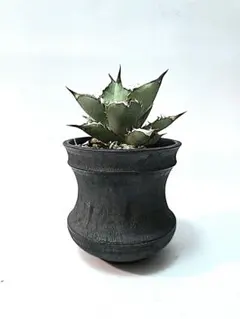 小野瀬一　陶器鉢　アガベ 小野瀬一 陶器鉢 アガベ
