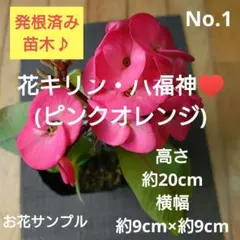 No.2【枝振り良好♪お花満開♪】花キリン(定番の赤)♥️ - メルカリ