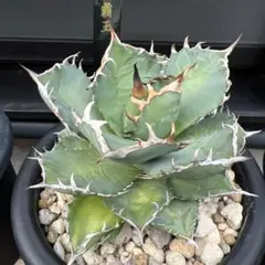 2025年最新】アガベ チタノタ ナンバーワンの人気アイテム - メルカリ