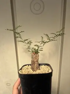735 Operculicarya pachypus 特選 5株同梱 葉落ちする - メルカリ