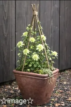 ◤大きめ　茶色陶器　四角形植木鉢◢