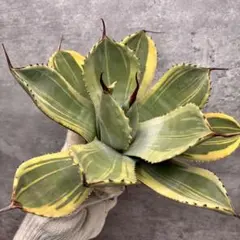 2025年最新】パリー トランカータの人気アイテム - メルカリ