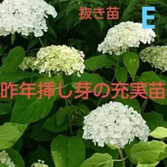 アナベルE 白いアジサイ 充実挿し芽苗 アメリカ紫陽花 抜き苗1本