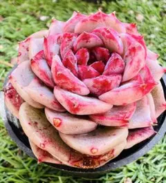 いちご様 ご専用　值引70円　リクエスト 2点 まとめ商品