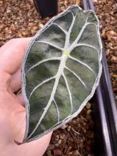 ハ*ん様 アロカシア　ワトソニアナライトニング 🌱‪ アロカシア ワトソニアナ ライトニング Alocasia Watsonia‬