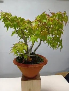盆栽 もみじ フェイクグリーン 鉢植え　エミリオロバ 盆栽 もみじ フェイクグリーン 鉢植え エミリオロバ - メルカリ