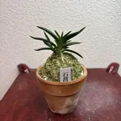 富貴蘭　風蘭　石菖のサムネイル