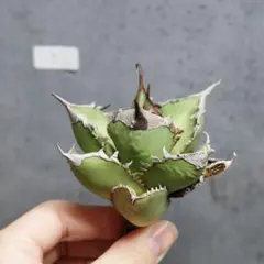 2025年最新】緑幽霊 アガベの人気アイテム - メルカリ