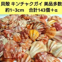 2026年最新】貝殻 まとめ売りの人気アイテム - メルカリ