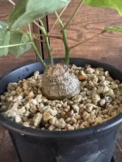 2025年最新】ボンバックスの人気アイテム - メルカリ