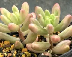 1点もの】五十鈴玉錦☆抜き苗☆フェネストラリア☆多肉☆多肉植物