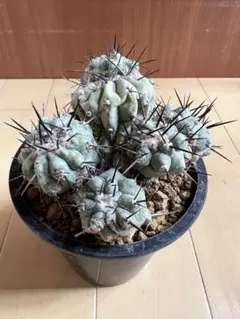 存在感抜群❗️コピアポア　逆鱗丸　ビンテージ　株　　(黒王丸　、 2025年最新】コピアポア 黒王丸の人気アイテム - メルカリ